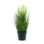 Decorative pampas grass TIMEA with panicles, green, 24"/60cm