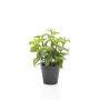 Artificial mint WHOOPI in decorative pot, green, 9"/23cm