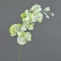 Artificial spray Phalaenopsis orchid MYRIA, snow, green, 30"/75cm