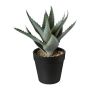 Decorative succulent Aloe Vera BLORN in decorative pot, green, 8"/20cm