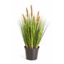Decorative Foxtail grass FELIX with panicles, green-brown, 24"/60cm