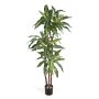 Decoration tree Dracaena Fragrans LAURA, real trunks, green-white, 4ft/120cm