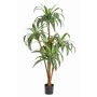 Decoration tree Dracaena Fragrans JALA, real trunks, green-white, 4ft/120cm