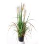 Decorative reed grass EYOTA with panicles, green-brown, 31"/80cm