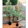 Artificial eucalyptus tree WISGARD, artificial trunk, green-grey, 3ft/90cm