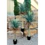 Plastic yucca rostrata HARDIN, decorative pot, 6ft/180cm