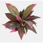 Artificial Cordyline VALDA on spike, red-green, 12"/30cm