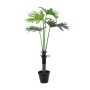 Decorative Philodendron Selloum ELTON, 4ft/120cm