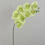 Artificial twig Phalaenopsis orchid AURELIA, cream-green, 3ft/95cm
