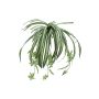Artificial spider ivy plant MALOU on spike, green-white, 24"/60cm