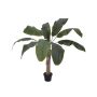 Decorative banana plant MAKANI, 3ft/100cm