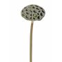 Artificial Lotus fruit stand JOHNTEN, brown, 26"/65cm, Ø 3.9"/10cm