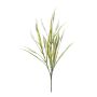 Decorative grass Chinese pennisetum ORFEO, panicles, spike, cream, 28"/70cm