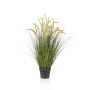 Decorative foxtail grass CAREL with panicles, green, 3ft/100cm