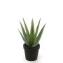 Decorative Aloe Variegata MARTINEZ, green, 10"/25cm, Ø 6.7"/17cm