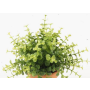 Decorative Eucalyptus plant JOSHUA on spike, green, 8"/20cm, Ø 6.7"/17cm