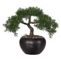 Decorative tree Cedar bonsai tree FALKE with roots, ceramic pot, 10"/26cm