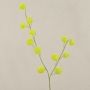 Decorative branch Gomphocarpus ELAENA, fruits, green, 3ft/100cm