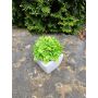 Artificial Echeveria macdougallii KATNISS, ceramic pot, green, 4.7"/12cm
