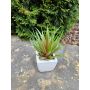 Artificial Agave decipiens KATNISS in ceramic pot, green-red, 7"/19cm