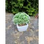 Artificial Sedum telephium KATNISS, ceramic pot, green, 5.5"/14cm