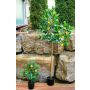 False lemon tree AINSLEY with fruits, artificial trunk, 5ft/150cm