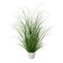 Decorative grass Pennisetum in decorative pot, green, 24"/60cm