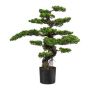 Decorative tree Tea plant bonsai KEFIEL with roots, 3ft/90cm