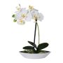Decorative Phalaenopsis orchid ORWAN, decorative bowl, roots, white, 12"/30cm