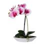 Decorative Phalaenopsis orchid ORWAN, decorative bowl, roots, white-purple, 12"/30cm
