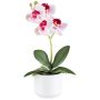 False Phalaenopsis orchid WERKAN, ceramic pot, roots, white-fuchsia, 11"/27cm