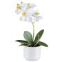 False Phalaenopsis orchid WERKAN, ceramic pot, roots, white, 11"/27cm