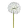 Decorative flower Allium KLATE, white, 3ft/90cm