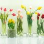 Tulips in bloom