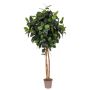 False rubber tree LENELOTTE, natural stems, green, 6ft/170cm - Made in Italy