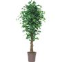 Plastic Ficus Benjamina EDILIO, real stems, green-white, 5ft/150cm - Made in Italy