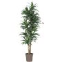 Artificial tree Dracaena Fragrans KANDIDA, natural stems, green, 5ft/150cm - Made in Italy