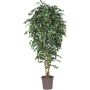 Decorative weeping fig LUDGARDIS, natural stems, green-white, 4ft/125cm - Made in Italy