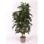 Decorative Ficus Benjamina CASILDA, natural stems, green, 5ft/150cm - Made in Italy