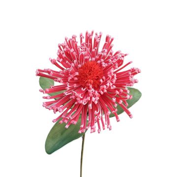 Decorative pincushion protea ISLARTINA, red-fuchsia, 30"/75cm