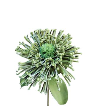 Decorative pincushion protea ISLARTINA, green-blue, 30"/75cm