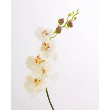 Textile branch Phalaenopsis orchid DAJANA, cream-white, 3ft/90cm