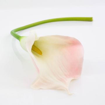 Artificial flower Calla TERESA, white-pink, 28"/70cm, 3.9"x7"/10x18cm