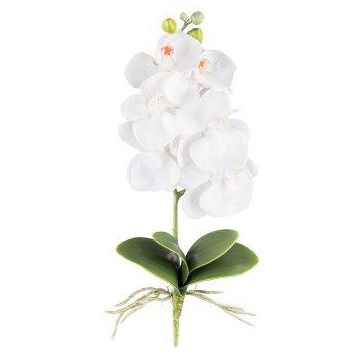 Artificial Phalaenopsis orchid DRINTOR, spike, roots, white, 16"/40cm