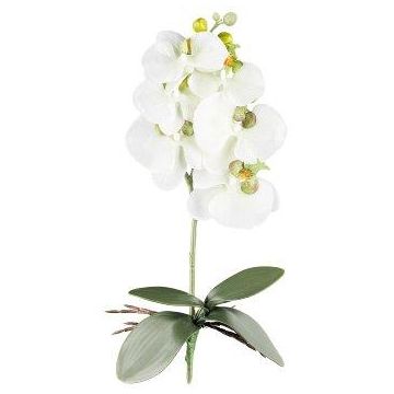 Artificial Phalaenopsis orchid DRINTOR, spike, roots, white-green, 16"/40cm
