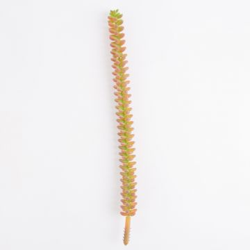 Plastic crassula plant MAZUR on spike, orange, 12"/30cm, Ø 0.8"/2cm