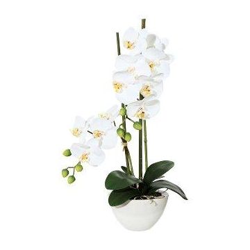 Decorative Phalaenopsis orchid DINKA in ceramic bowl, roots, white, 20"/50cm