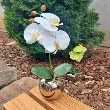Decorative flower Orchid Phalaenopsis NAPIRAI with planter, white, 12"/30cm
