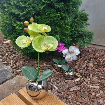 Decorative flower Orchid Phalaenopsis NAPIRAI with planter, cream-green, 12"/30cm