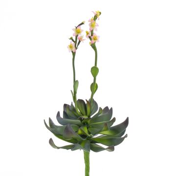 Plastic plant Aeonium CHARLIZE, flowering, spike, pink, 12"/30cm